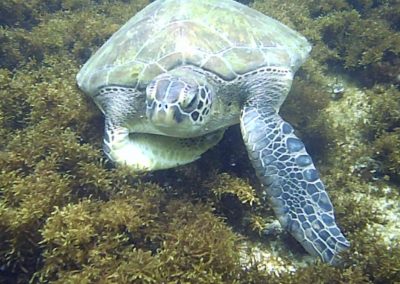 Foto de tartaruga na praia da Lagoinha