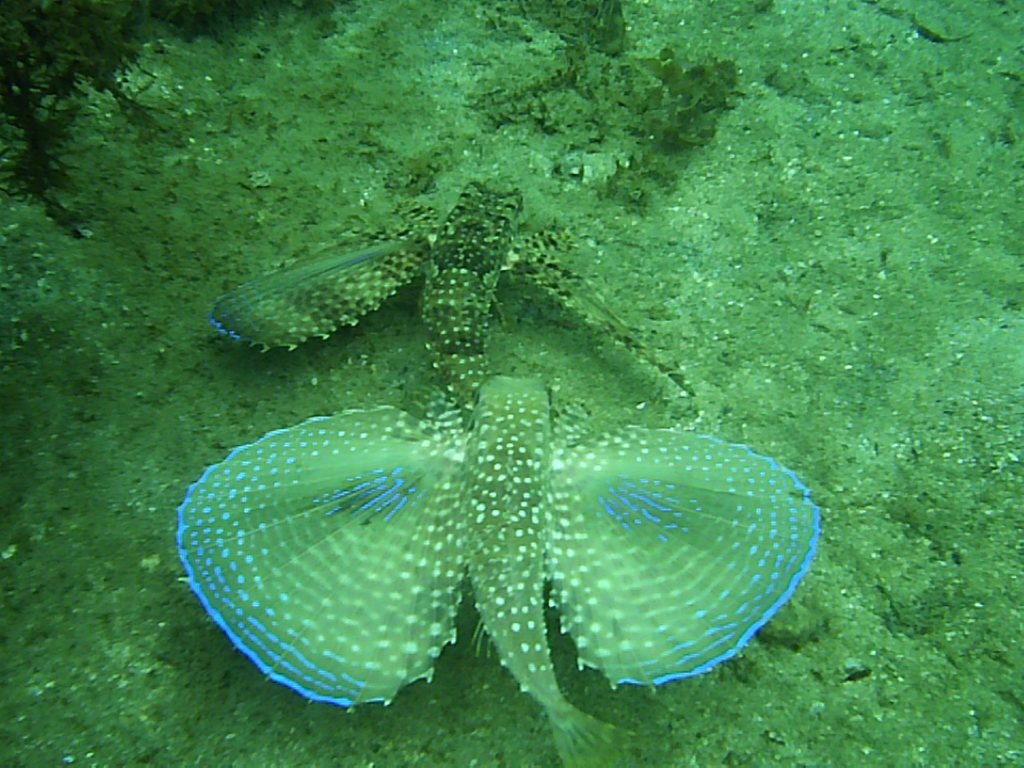 Peixe cuió Lagoinha 