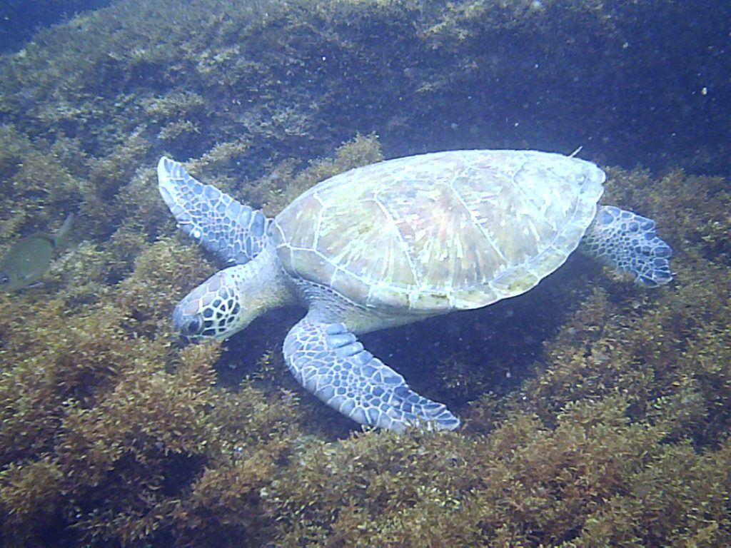 Tartaruga na praia da Lagoinha em Bombinas