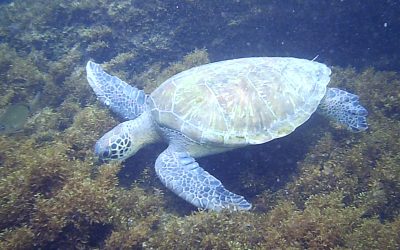 Mergulho com as tartarugas