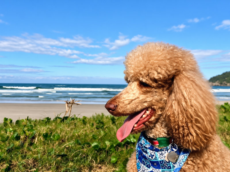 Pousada Pet friendly 